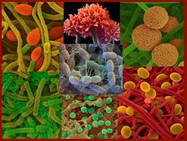 Manage-your-Microbes-cover-slide